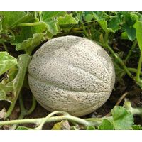 Sandveld Seeds Hale's Best Melon - Spanspek
